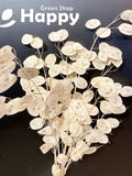 LUNARIA - HONESTY - 50 seeds - annual flower money plant - flower seeds flower seeds