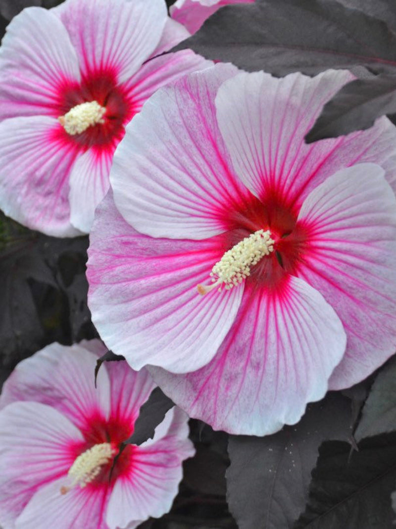 Hardy Hibiscus ÒStarry Starry NightÓ.Dark purple foliage,pink flowers with red center. 20 seeds.Perennial.Please see planting instructions. flower seeds