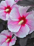 Hardy Hibiscus ÒStarry Starry NightÓ.Dark purple foliage,pink flowers with red center. 20 seeds.Perennial.Please see planting instructions. flower seeds