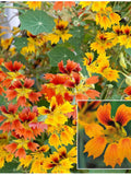 Phoenix Nasturtium Fiery Flower Seeds - Tropaeolum majus / Rare Indian Cress / Garden Vine Climbing type - Non GMO Heirloom Flower Seeds flower spore