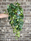 34" Hanging Pothos - Artificial Plant - Dark Green faux plants