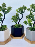 Small Artificial Bonsai Plant in white, black or grey Hexagon Pot with Bamboo Tray, Floating Shelve Decor, Kitchen Counter Deco, RV Deco faux plants