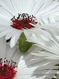 100 Seeds-White Livingstone Daisy-Dorotheanthus Bellidiformis- White Ice Plant-PV109 flower spore