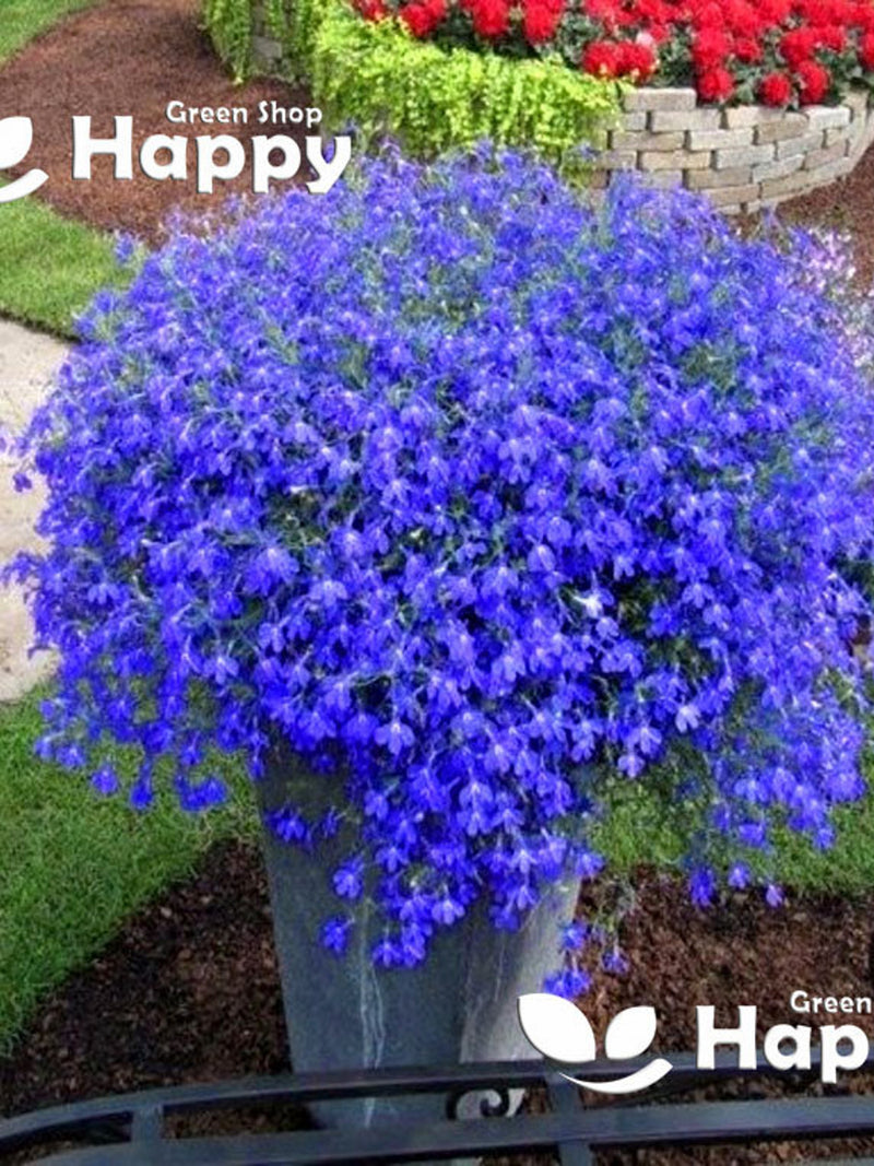 Trailing Lobelia BLUE SAPPHIRE - 7000 seeds - Lobelia Pendula - Balcony Flower - cascade series FLOWER DELIVERY
