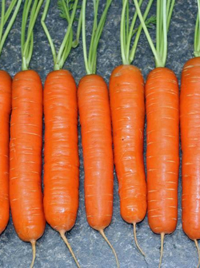 Vegetable Seeds 1000+ Baby Fingers Carrot Seeds - Non-Hybrid - Non-GMO -  Perfect For Saving Year After Year- All Canadian Heirloom Seeds seeds bulk