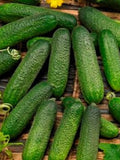 Cucumber Vegetable Seeds 25+ Wisconsin SMR 58 Pickling Cucumber Seeds- Heirloom All Canadian Heirloom Seeds seeds bulk