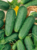 Cucumber Vegetable Seeds Organic - Homemade Pickles Cucumber Seeds- Heirloom All Canadian Heirloom Seeds seeds bulk