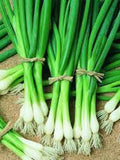 Vegetable Seeds 150+ Southport Bunching Onion/ Bulb Scallion- Heirloom ****Fast Flat Rate Shipping All Canadian Heirloom Seeds seeds bulk