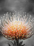 Cold Fire : pink yellow protea tropical flower black and white maui hawaii summer home decor (square image up to 30x30) Love Romance Flower