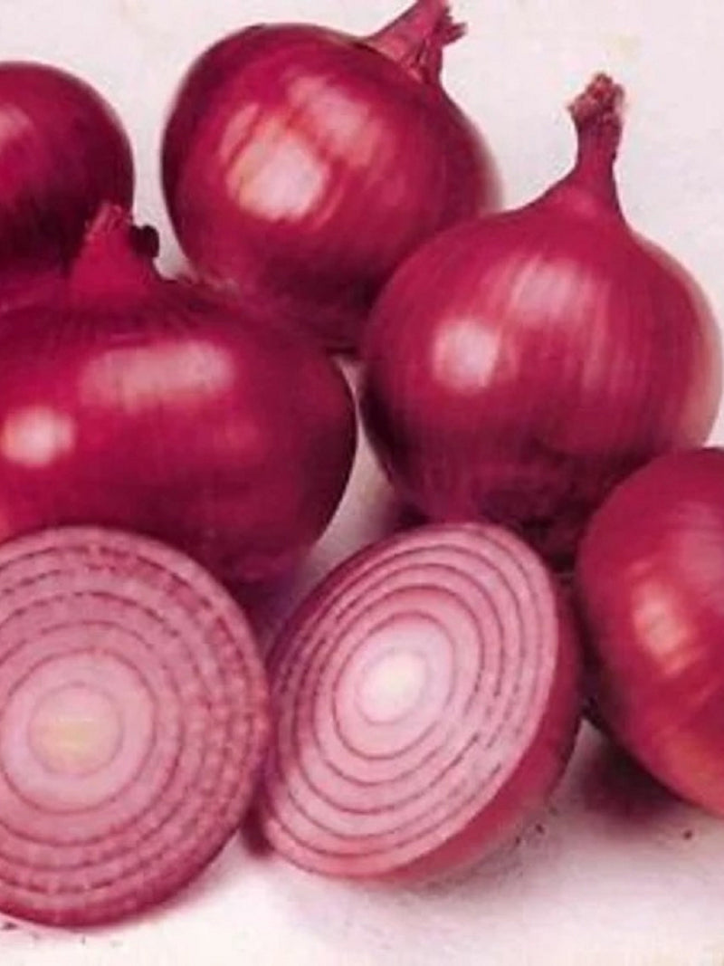 Vegetable Seeds 150+ Red Grano Onion Seeds- Heirloom ****Fast Flat Rate Shipping**** seeds bulk