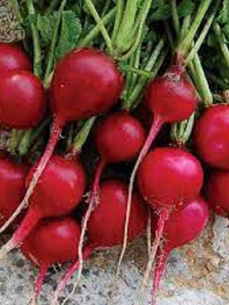 100+ Early Scarlet Globe  Radish Seeds - Fresh - Organic All Canadian Heirloom Seeds seeds bulk
