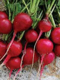 100+ Early Scarlet Globe  Radish Seeds - Fresh - Organic All Canadian Heirloom Seeds seeds bulk