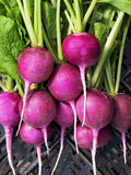 100+ Purple Plum Radish Seeds - Fresh - Organic All Canadian Heirloom Seeds seeds bulk