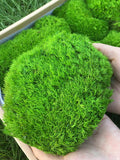 Preserved Pillow Moss: Green Wall Decor, Terrarium Moss flower spore