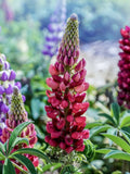 Raspberry Red Lupine Plant Seed - Lupinus / Nitrogen Fixer Garden Flower / seeds bulk