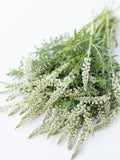 50+seeds White Mignonette Reseda alba seeds bulk