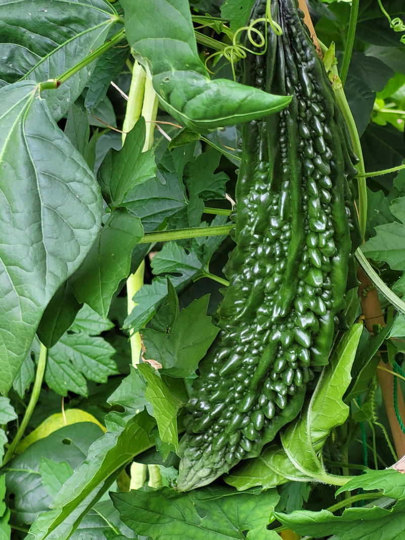Indian bitter melon seeds from Canadian home Garden 10 PCS seeds bulk