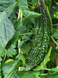Indian bitter melon seeds from Canadian home Garden 10 PCS seeds bulk