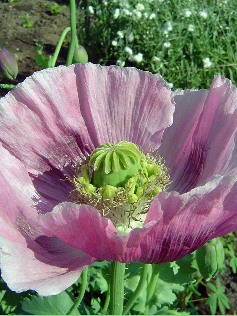 500 Giant Poppy Seeds - Giant Poppy - Beautiful and Non-GMO Flower seeds bulk