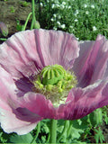 500 Giant Poppy Seeds - Giant Poppy - Beautiful and Non-GMO Flower seeds bulk