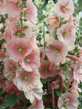 20 Seeds Hollyhock Alcea rosea Cottage Apricot pink Seeds  (Perennial) flower seeds