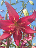 Perennial Flower Seed, Lily Seeds, Pink with Cream Petal Stars Canadian Grown, 15 Seeds (LL169) Garden Zone 1 - 7 Open Pollinated Lilyfield FLOWER DELIVERY