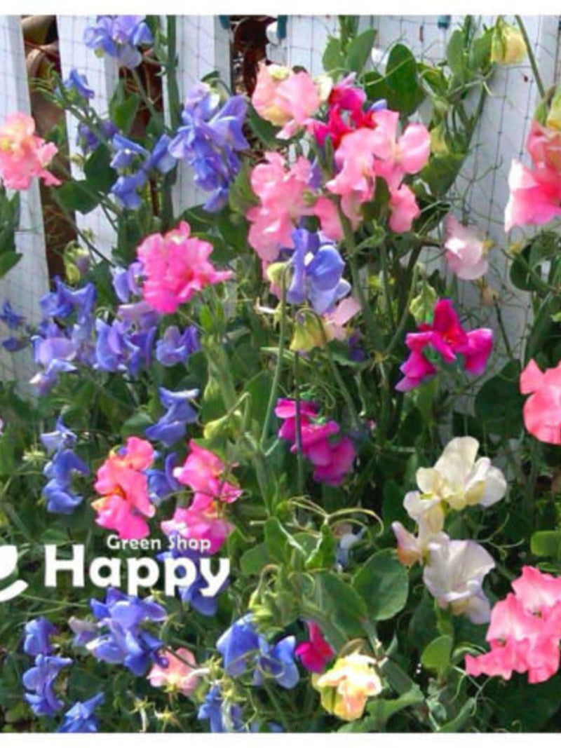 SWEET PEA BIJOU Dwarf Mix - 25 seeds - Lathyrus odoratus - Annual Flower seeds bulk