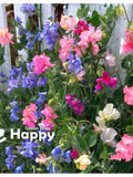 SWEET PEA BIJOU Dwarf Mix - 25 seeds - Lathyrus odoratus - Annual Flower seeds bulk