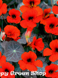 NASTURTIUM - TOM THUMB - Empress of India - 80 seeds - Tropaeolum nanum Flower flower spore