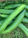 Cucumber Vegetable Seeds 25+ English Telegraph Seedless (Burpless) Cucumber Seeds- Heirloom All Canadian Heirloom Seeds- Combined Shipping seeds bulk