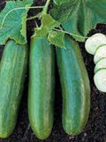 Cucumber Vegetable Seeds 10 Beit Alpha Mini Seedless Cucumber Seeds Lebanese Type***Fast Flat Rate Shipping All Canadian Heirloom Seeds seeds bulk