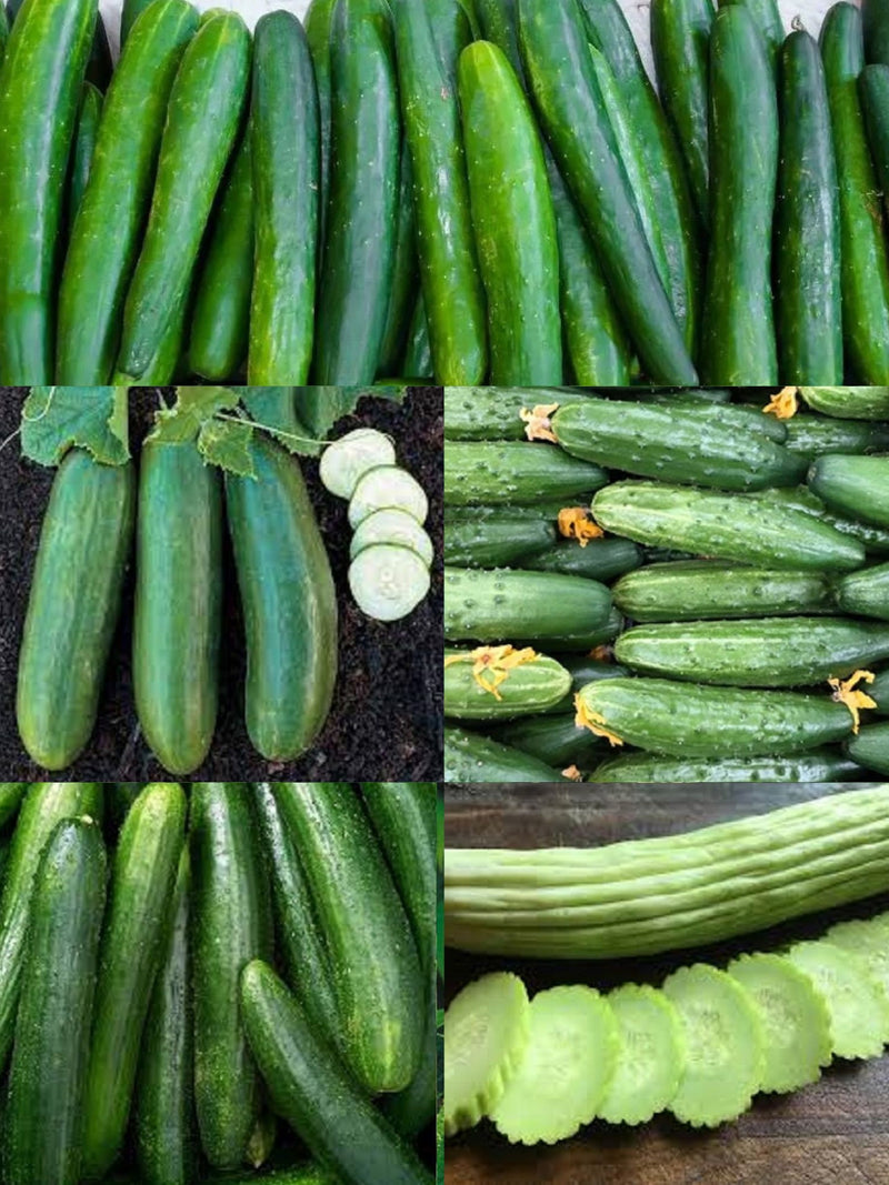 Vegetable Seeds Cucumber Ultimate Collection # 1 -  5 Variety Pack Garden Sweet, Beit Alpha, Chicago, Straight Eight Armenian 50+ Seeds seeds bulk