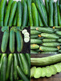 Vegetable Seeds Cucumber Ultimate Collection # 1 -  5 Variety Pack Garden Sweet, Beit Alpha, Chicago, Straight Eight Armenian 50+ Seeds seeds bulk