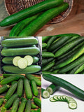 Vegetable Seeds Cucumber Ultimate Collection # 2 -  5 Variety Pack - Tasty Green, Muncher, Marketmore 76, Wisconsin, Suyo Long  50+ Seeds seeds bulk