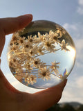 Preserved Daisy Flower Resin Sphere: Little Star Flower Gift ANNIVERSARY