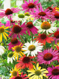 Coneflower, Echinacea Flowers MIX collors, 1g / 100 Seeds, Echinacea sp., GMO FREE flower seeds