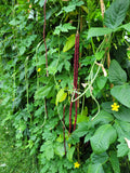 Long beans green 15 pcs seeds bulk