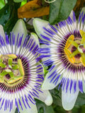 Exotic Passion Flower 25 Seeds flower spore