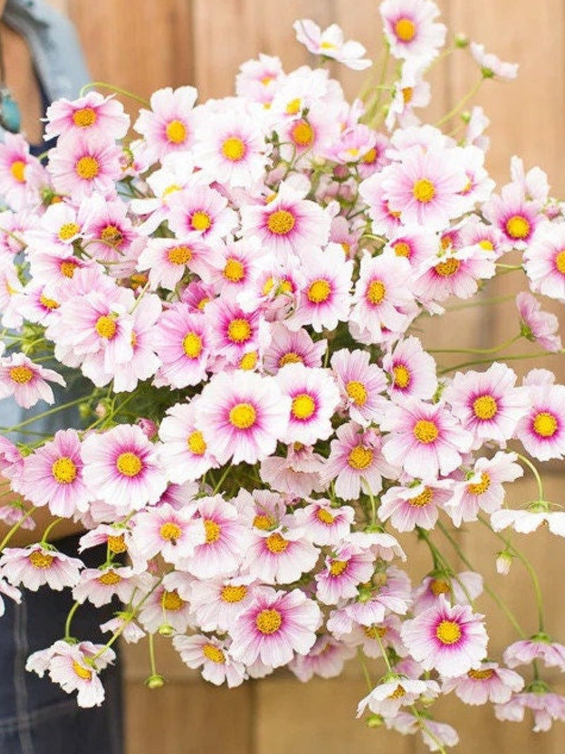 30 Elegant Daydream Cosmos seeds (Cosmos bipinnatus) FLOWER DELIVERY