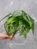 Faux Arrowhead Plant - Artificial Greenery faux plants
