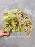 Faux Angel Wings Plant - Artificial Plant faux plants