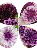 50+ Purple Magic Bachelor Button Seeds - Double Frosted Purple Cornflower Mix / Shades of Purple Flower Garden - Non Gmo Flower Seed flower seeds