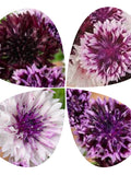 50+ Purple Magic Bachelor Button Seeds - Double Frosted Purple Cornflower Mix / Shades of Purple Flower Garden - Non Gmo Flower Seed seeds bulk