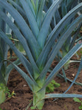 Giant Musselburgh Leek Seeds - Old Heirloom Favourite / Open Pollinated for Seed Saving / Non Gmo / Fresh Leek Vegetable Garden 50 Seeds seeds bulk