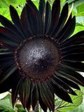 Black Beauty Sunflower Seeds | Rare Dark Burgundy Sunflower | 10 Seeds | Cut Flower Garden | Pollenless | Tall Heirloom Annual flower seeds