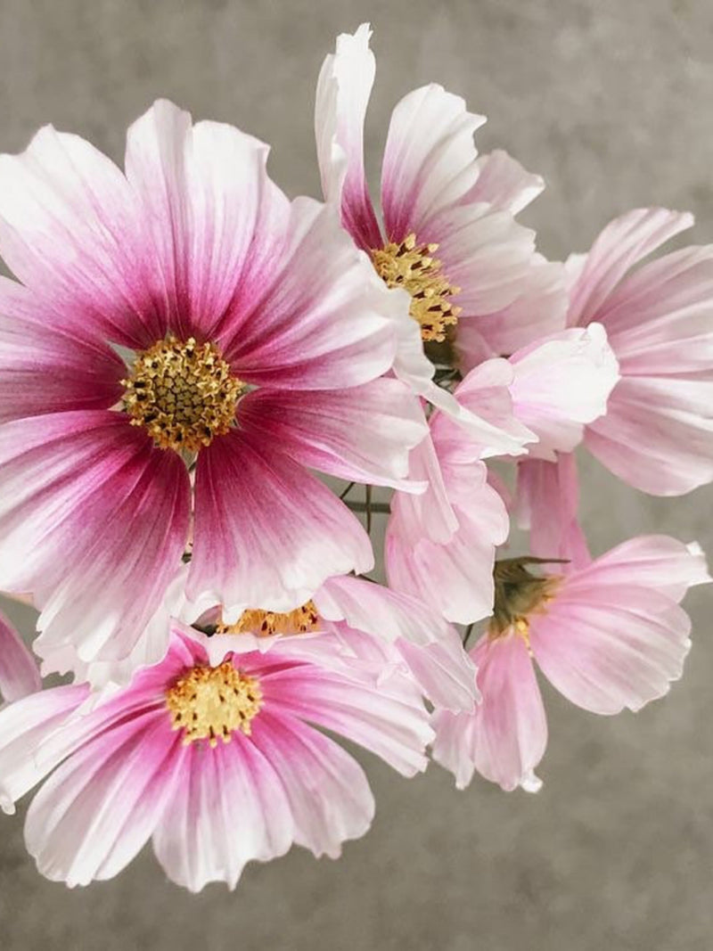 50 seeds Day Dream Cosmos  (Cosmos bipinnatus) flower seeds