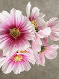 50 seeds Day Dream Cosmos  (Cosmos bipinnatus) flower seeds