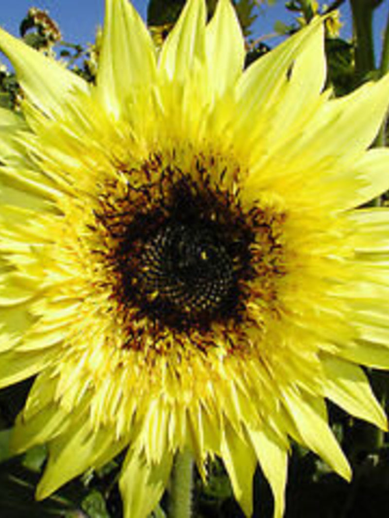 15 seeds Starburst Lemon Eclair Sunflower (F1) flower spore