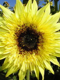 15 seeds Starburst Lemon Eclair Sunflower (F1) flower spore
