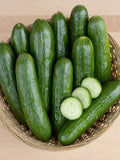 Cucumber Vegetable Seeds 10+ Manny Mini Seedless (Burpless) Cucumber Seeds- Lebanese Type  - All Canadian Heirloom Seeds seeds bulk